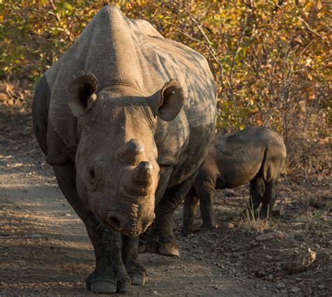 The Exclusive Black Rhino Conservation Experience - Victoria Falls ...