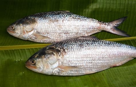 Season’s fresh Hilsa fish – Ilish Mach Size : Above 500 gms upto 1 Kg ...