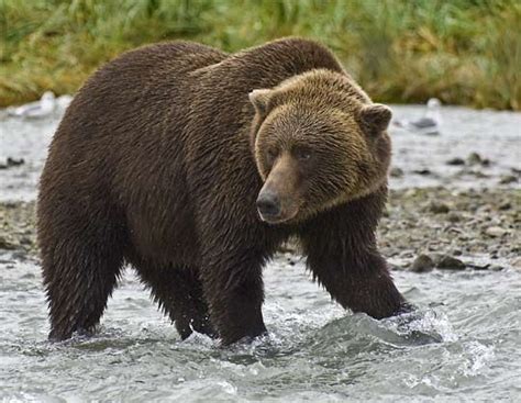 Know the Brown bear, its diet and habitat just click on to visit the ...