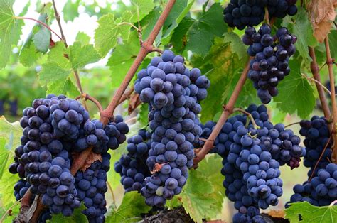 Italy Vineyard Grapes Wine · Free photo on Pixabay