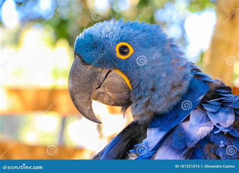 Brazilian Macaw stock image. Image of color, macaw, jungle - 101321073