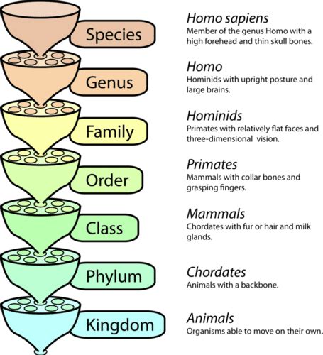 Classification Of Living Things Table