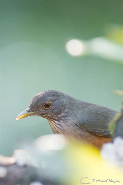 Marcel Huijser Photography | Rufous-bellied thrush (Turdus rufiventris ...