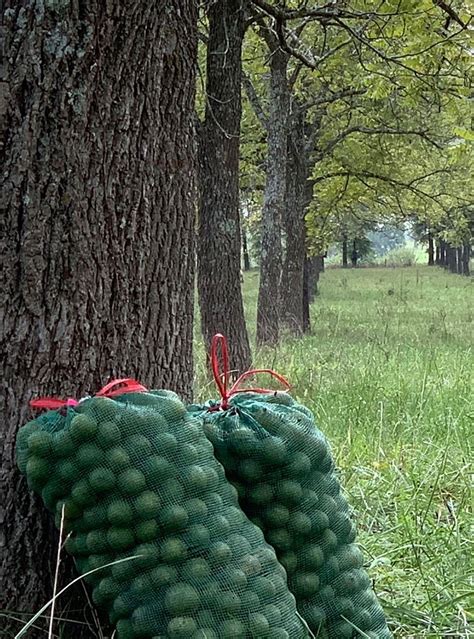 Harvesting Black Walnuts — Black Walnut Marketing Board