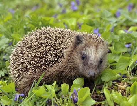 North African Hedgehog: Profile, Facts, Traits, Lifespan, Habitat ...