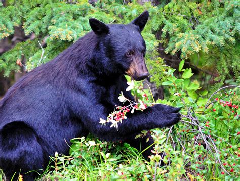 Black Bear eating berries - BearWise