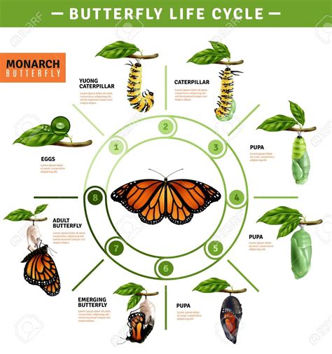 Stages Of Monarch Butterfly Life Cycle | Images and Photos finder