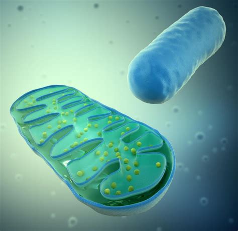 What are Organelles? (with pictures)