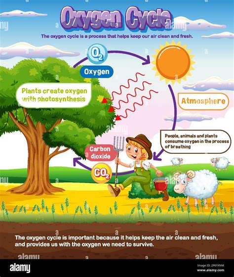 Oxygen Cycle Diagram for Science Education illustration Stock Vector ...