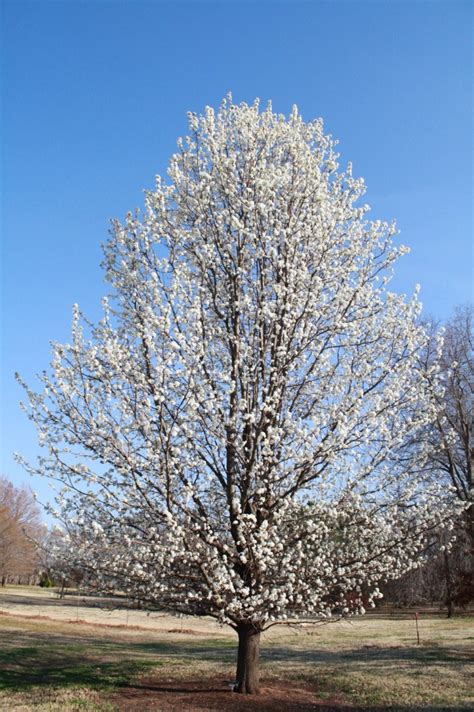 26 Fantastic Flowering Pear Tree Varieties - ProGardenTips