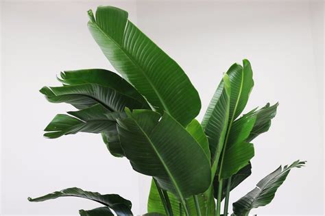 Our All-Time Favorite Large Leaf Tropical Plants — Plant Care Tips and ...