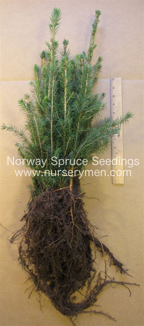 Evergreen Seedlings For Sale - Evergreen Trees For Sale