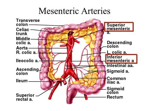 mesenteric vessels Gallery