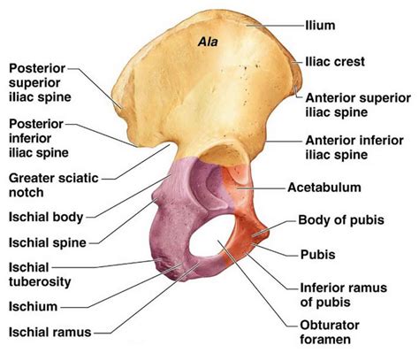 Acetabular fracture causes, symptoms, diagnosis, treatment & prognosis