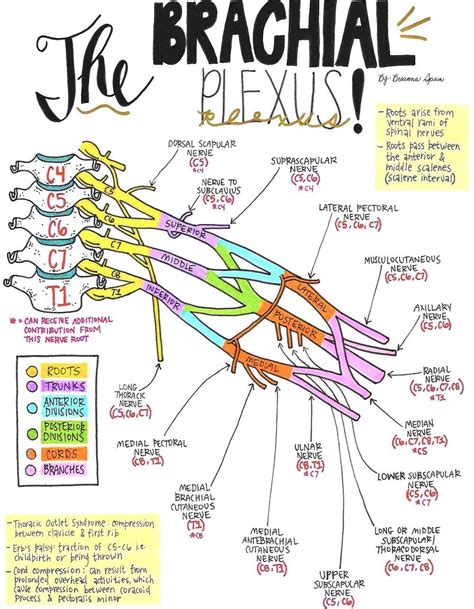 Nerve Drawings // The Brachial Plexus and its Course through the Upper ...