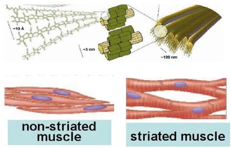 Chitin Nanofibrils have the same microfibrillar structure of the living ...