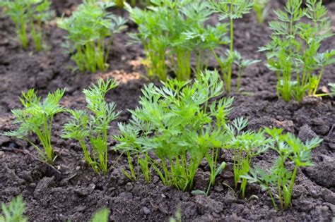 Carrot Seedlings » More Than Just a Sprout