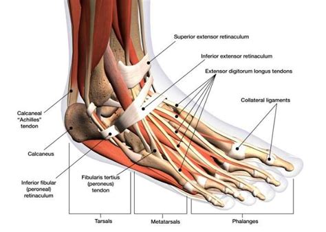 Ankle Anatomy | Orthopedic Ankle Specialist | Sugar Land, Pearland ...