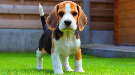 Beagle Puppy From 8 Weeks to 8 Months : Cute Dog Marie - YouTube