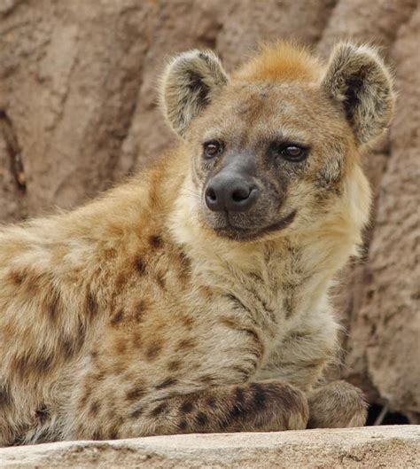 Denver Zoo reports world's first coronavirus cases in hyenas