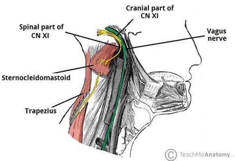 The Accessory Nerve (CN XI) - Course - Motor - TeachMeAnatomy