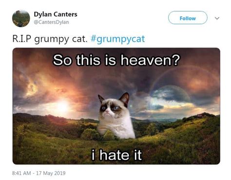 RIP Grumpy Cat: Looking back on her best memes | story | Kids News