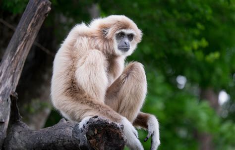 Five Fun Facts About Gibbons - The Leakey Foundation