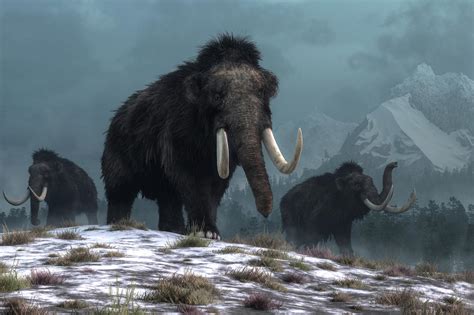 What Do The Word Mammoth Mean at Yvonne Johnson blog