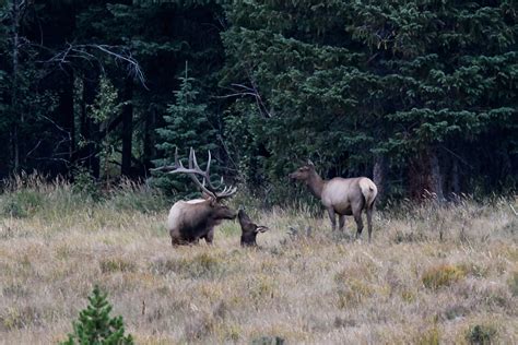 Eastern Elk - Share Your Elk Photos! | Backcountry Gallery Photography ...