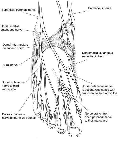 Nerve Anatomy Foot | MedicineBTG.com