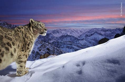 Snow leopard image wins Wildlife Photographer of the Year people's ...