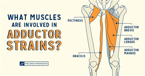 What Muscles are Involved in Adductor Strains? | Airrosti