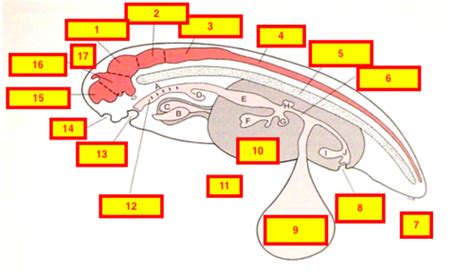 Typical Vertebrate Body Plan Flashcards | Quizlet