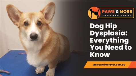 Dog Hip Dysplasia: Everything You Need to Know - Paws and More Vet