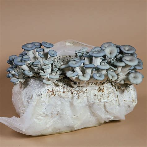 Blue Oyster Mushroom Grow Kit | Growing Oyster Mushrooms – Cascadia ...