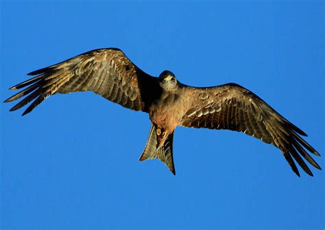 Falcon Wings Free Photo Download | FreeImages