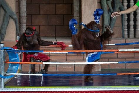 SIGN: End Cruel Orangutan Boxing Matches at Cambodian Zoo | Lady ...