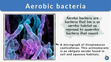 Aerobic bacteria - Definition and Examples - Biology Online Dictionary