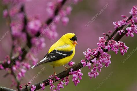 American goldfinch male in breeding plumage - Stock Image - C042/5371 ...