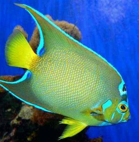 7 best Exotic Saltwater Fish images on Pinterest | Tropical fish ...