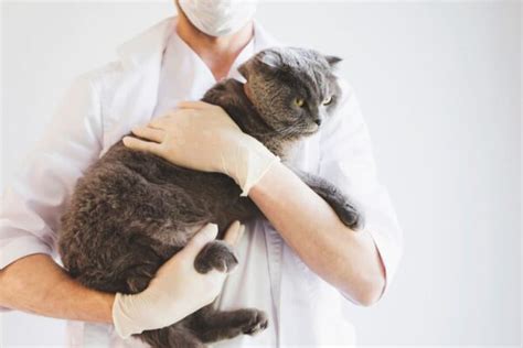 Cat Dementia: Signs, Causes and Treatment | Great Pet Care