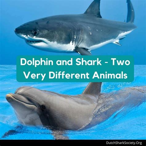 How To Tell The Difference Between A Shark And A Dolphin? - Dutch Shark ...