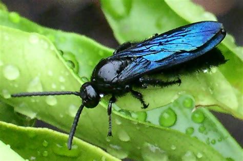 Blue Flower Wasp from Australia - What's That Bug?