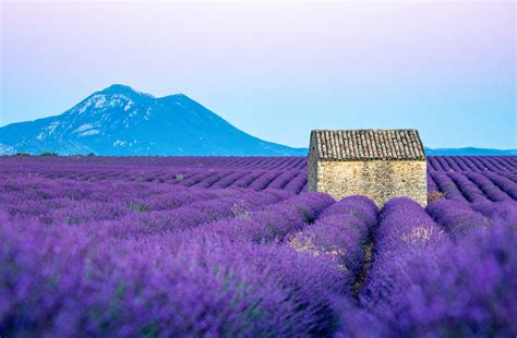 Best Lavender Fields of Provence, France - 2021 Guide!