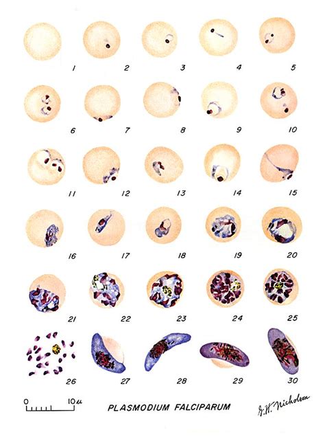 Blood-Borne Protozoa