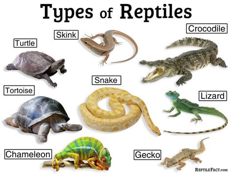 Reptile species codes | Reptiles, Reptiles facts, Crocodile skink