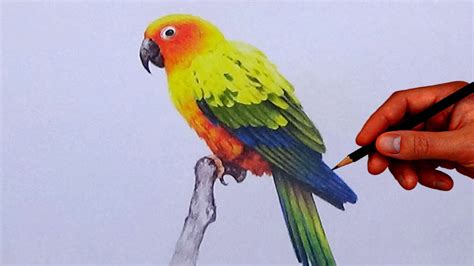 Colored Pencil Drawing Birds