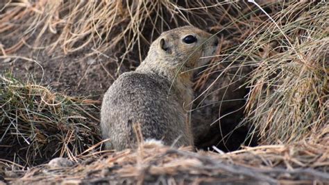 Appreciating hibernation – ScienceBorealis.ca Blog