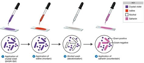 Gram staining - Procedure, mechanism, explanation