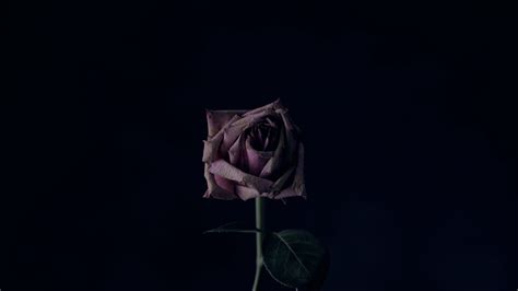 Dark Rose 4k Wallpapers - Wallpaper Cave